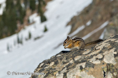 Olympic-Chipmunk-D810-128752