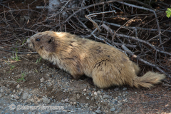 Olympic-Marmot-D810-128522