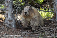 Olympic-Marmot-D810-128523