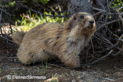Olympic-Marmot-D810-128525