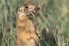 Pairie-Dog-Bryce-Canyon-Praeriehund-mit-gesammeltem-Gras-D800E-036353