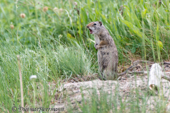 Uinta-Ground-Squirrel-D800E-042657