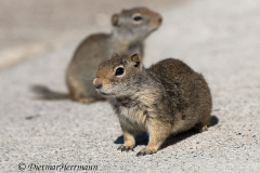 Uinta-Ground-Squirrel-Grand-Teton-D800E-041537