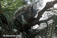 Western-Gray-Squirrel-D500-031496