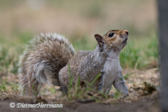 Western-Gray-Squirrel-D850-126226