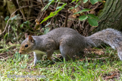 Western-Gray-Squirrel-D850-134545