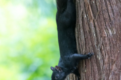 Western-Gray-Squirrel-D850-134824
