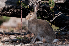 White-tailed-jackrabbit-D300S-202674
