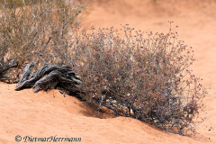 Valley-of-Fire-Busch-D800E-034268