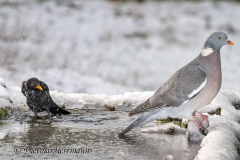 Amsel-Ringeltaube-Z8-034760