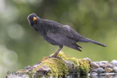 Amsel-Z7II-130852