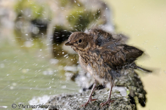 Amsel-Z7II-132505