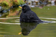 Amsel-Z8-025489