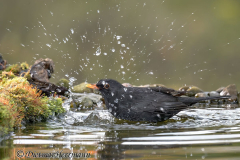 Amsel-Z8-031201