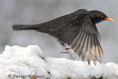 Amsel-Z8-034448