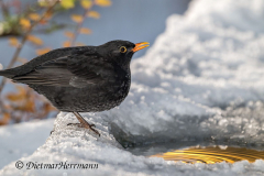Amsel-Z8-035424