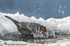 Amsel-Z8-035473-crop
