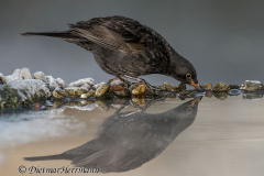 Amsel-Z9-088470