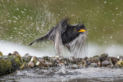 Amsel-Z9-105784