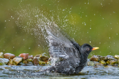Amsel-Z9-312849