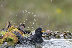 Amsel-Z9-313359