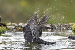 Amsel-Z9-314060