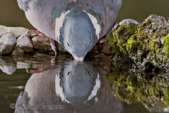 Ringeltaube-Z7II-142080