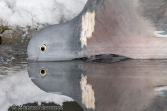 Ringeltaube-Z8-034432-crop