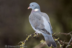 Ringeltaube-Z9-092662