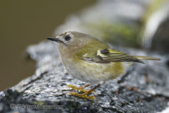 Wintergoldhaehnchen-Z9-089089-crop