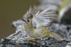 Wintergoldhaehnchen-Z9-089090-crop