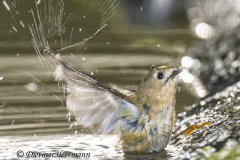 Wintergoldhaehnchen-Z9-313815-crop