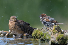 Haussperling-Amsel-Z7II-134561