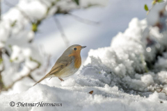Rotkehlchen-Schnee-Z9-105483