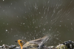 Rotkehlchen-Z9-090725-hoch