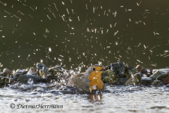 Rotkehlchen-badet-Z9-090394