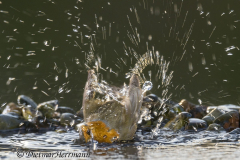 Rotkehlchen-badet-Z9-090435