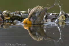 Rotkehlchen-badet-Z9-099384