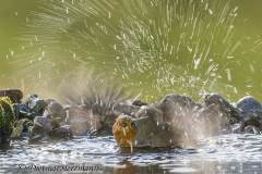 Rotkehlchen-badet-Z9-101416