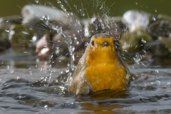 Rotkehlchen-badet-Z9-10Z7II-126351