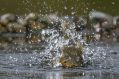 Rotkehlchen-badet-Z9-10Z7II-126372