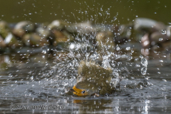 Rotkehlchen-badet-Z9-10Z7II-126375