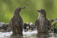 Stare-baden-Z9-183231-crop
