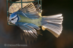 Blaumeise-Z8-024693
