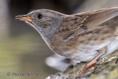 Heckenbraunelle-Z9-280299-crop