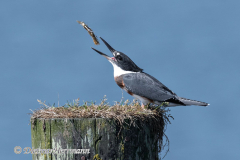 Belted-Kingfisher-D850-146537