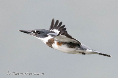 Belted-Kingfisher-Kanada-Vancouver-Island-Cowichan-Bay-D850-138317
