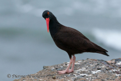 Black-Oystercatcher-D300S-215463