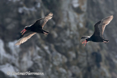 Black-Oystercatcher-D500-015660