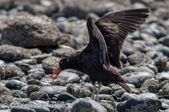 Black-Oystercatcher-D850-139741